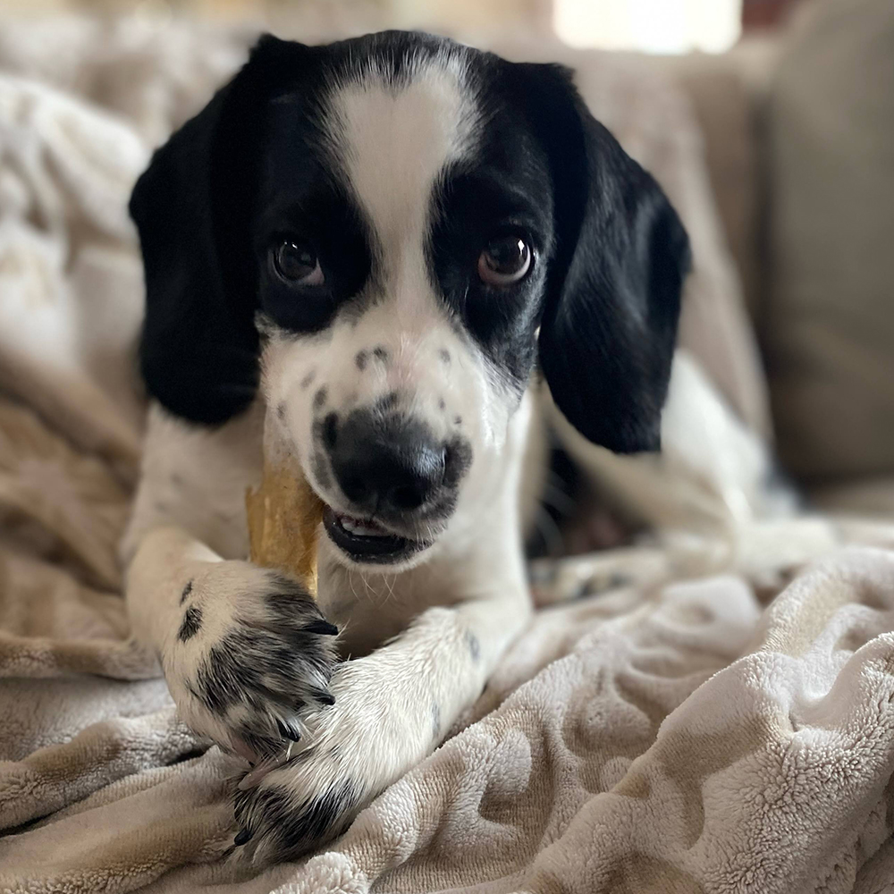 Misha loves his chew sticks